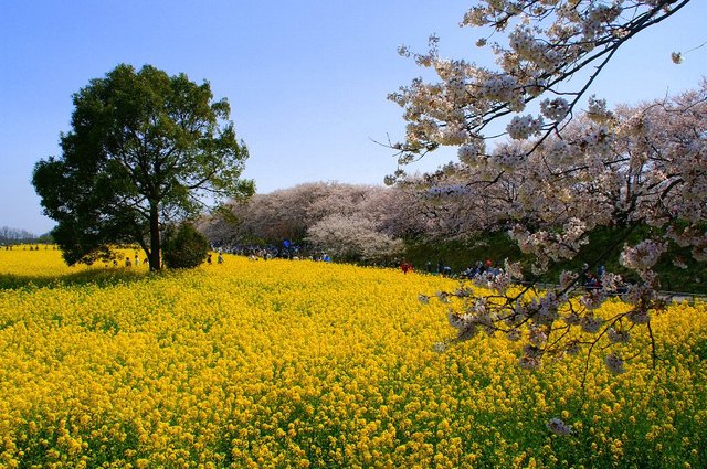 20080406_gongendosakuradutumi_0071